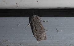 Scoparia indistinctalis