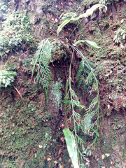 Asplenium flaccidum
