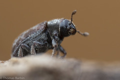 Dendroctonus
