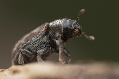 Dendroctonus
