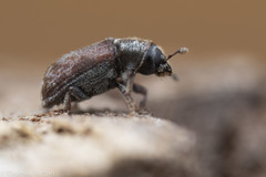 Dendroctonus