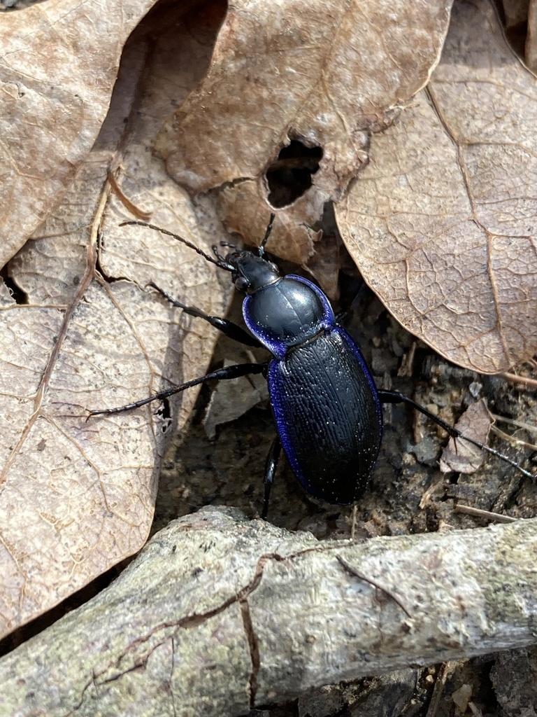 Serrate-shoulder Worm and Slug Hunter