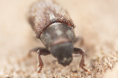 Dendroctonus
