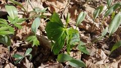Trillium flexipes