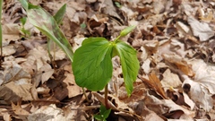 Trillium flexipes