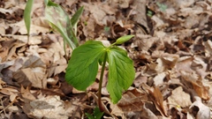 Trillium flexipes