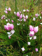 Boronia pilosa