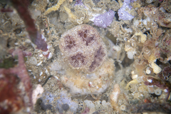Aplidium clivosum