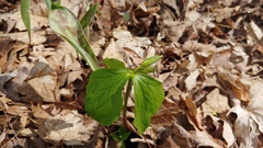 Trillium flexipes