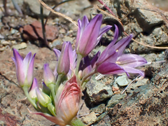 Allium fimbriatum purdyi