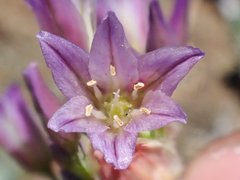 Allium fimbriatum purdyi