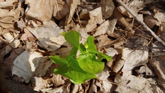 Trillium flexipes