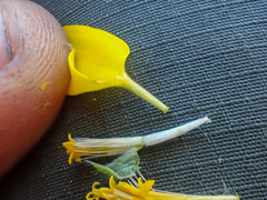 Layia septentrionalis