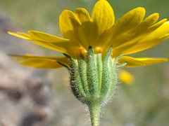Layia septentrionalis