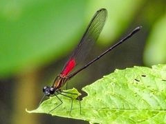 Hetaerina sempronia