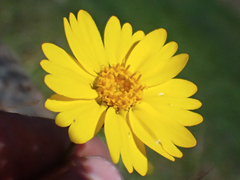 Layia septentrionalis