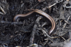 Californiulus yosemitensis