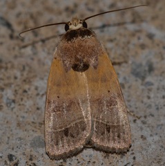 Athetis thoracica