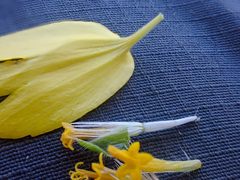 Layia septentrionalis