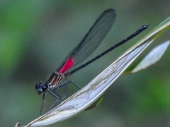 Hetaerina sempronia