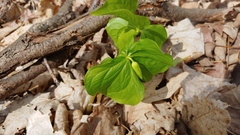 Trillium flexipes