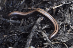 Californiulus yosemitensis