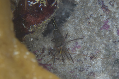 Rhynchocinetes australis