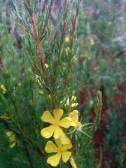 Hibbertia prostrata