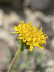 Chaenactis nevii