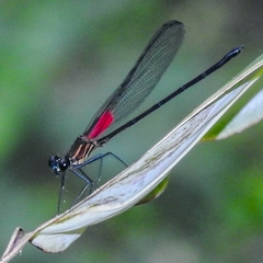 Hetaerina sempronia