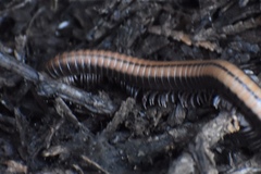Californiulus yosemitensis