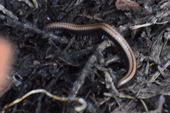 Californiulus yosemitensis