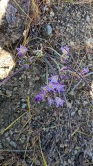 Allium fimbriatum purdyi