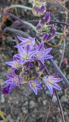 Allium fimbriatum purdyi