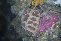 Aplidium clivosum
