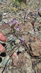 Allium fimbriatum purdyi