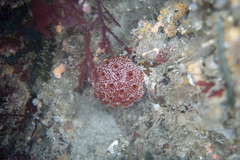 Polyclinidae