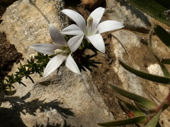 Wahlenbergia calcarea