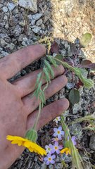 Layia septentrionalis