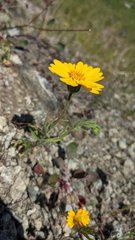 Layia septentrionalis