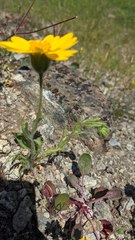 Layia septentrionalis