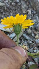 Layia septentrionalis