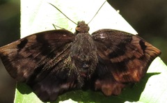 Achlyodes busirus