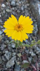 Layia septentrionalis
