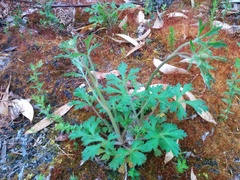 Trachymene composita