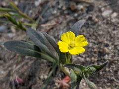 Camissoniopsis pallida