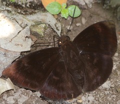 Aethilla echina