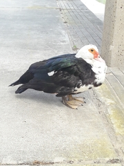 Cairina moschata domestica