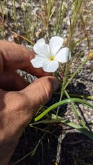 Linanthus dichotomus