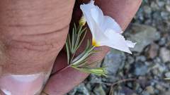 Linanthus dichotomus